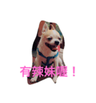 chihuahua miru（個別スタンプ：7）