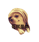 chihuahua miru（個別スタンプ：8）
