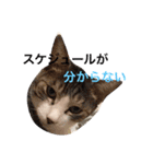 ねこニャンズ 9（個別スタンプ：12）