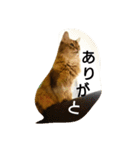 ソマリのロック。普段使いスタンプ(1)（個別スタンプ：1）