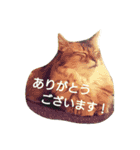 ソマリのロック。普段使いスタンプ(1)（個別スタンプ：2）