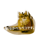 ソマリのロック。普段使いスタンプ(1)（個別スタンプ：8）