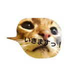 ソマリのロック。普段使いスタンプ(1)（個別スタンプ：11）