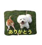 ひとことメッセージ 猫＆犬バージョン part1（個別スタンプ：1）