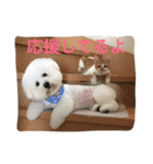ひとことメッセージ 猫＆犬バージョン part1（個別スタンプ：3）