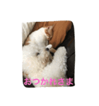 ひとことメッセージ 猫＆犬バージョン part1（個別スタンプ：4）