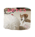ひとことメッセージ 猫＆犬バージョン part1（個別スタンプ：5）