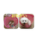 ひとことメッセージ 猫＆犬バージョン part1（個別スタンプ：6）