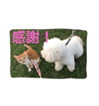 ひとことメッセージ 猫＆犬バージョン part1（個別スタンプ：7）