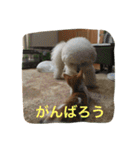 ひとことメッセージ 猫＆犬バージョン part1（個別スタンプ：8）
