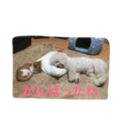 ひとことメッセージ 猫＆犬バージョン part1（個別スタンプ：9）