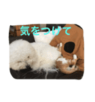ひとことメッセージ 猫＆犬バージョン part1（個別スタンプ：10）