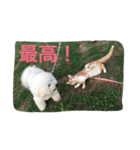 ひとことメッセージ 猫＆犬バージョン part1（個別スタンプ：11）