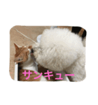 ひとことメッセージ 猫＆犬バージョン part1（個別スタンプ：13）