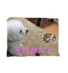 ひとことメッセージ 猫＆犬バージョン part1（個別スタンプ：15）