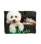 ひとことメッセージ 猫＆犬バージョン part1（個別スタンプ：16）