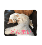 ひとことメッセージ 猫＆犬バージョン part1（個別スタンプ：17）