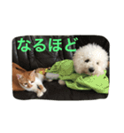 ひとことメッセージ 猫＆犬バージョン part1（個別スタンプ：18）