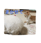 ひとことメッセージ 猫＆犬バージョン part1（個別スタンプ：19）