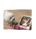 ひとことメッセージ 猫＆犬バージョン part1（個別スタンプ：20）