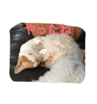 ひとことメッセージ 猫＆犬バージョン part1（個別スタンプ：21）