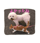 ひとことメッセージ 猫＆犬バージョン part1（個別スタンプ：23）