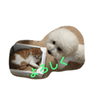ひとことメッセージ 猫＆犬バージョン part1（個別スタンプ：24）
