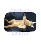 ソマリのここ日常（個別スタンプ：1）