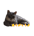 うちの猫！！（個別スタンプ：1）