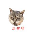 うちの猫！！（個別スタンプ：2）