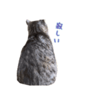 うちの猫！！（個別スタンプ：4）