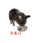 うちの猫！！（個別スタンプ：7）