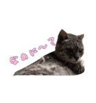 うちの猫！！（個別スタンプ：8）