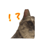 うちの猫！！（個別スタンプ：9）