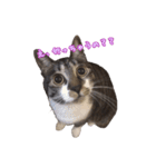 うちの猫！！（個別スタンプ：12）