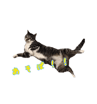 うちの猫！！（個別スタンプ：13）