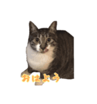 うちの猫！！（個別スタンプ：14）