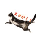 うちの猫！！（個別スタンプ：15）
