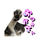 ねこねこね モノローグ 実写版3（個別スタンプ：18）