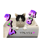 ねこねこね モノローグ 実写版3（個別スタンプ：30）