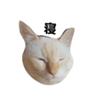 ねこです 。（個別スタンプ：1）