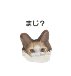 ねこです 。（個別スタンプ：3）