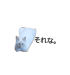 ねこです 。（個別スタンプ：5）