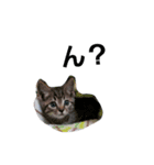 ねこです 。（個別スタンプ：6）
