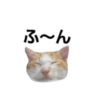 ねこです 。（個別スタンプ：8）
