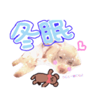 お正月うにくん（個別スタンプ：1）
