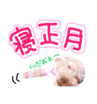 お正月うにくん（個別スタンプ：5）