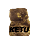 black cat "KETU"（個別スタンプ：3）