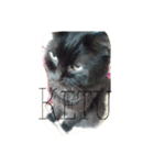 black cat "KETU"（個別スタンプ：5）