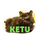 black cat "KETU"（個別スタンプ：8）